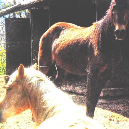 Cascina Del Sole Villa Asso ภายนอก รูปภาพ
